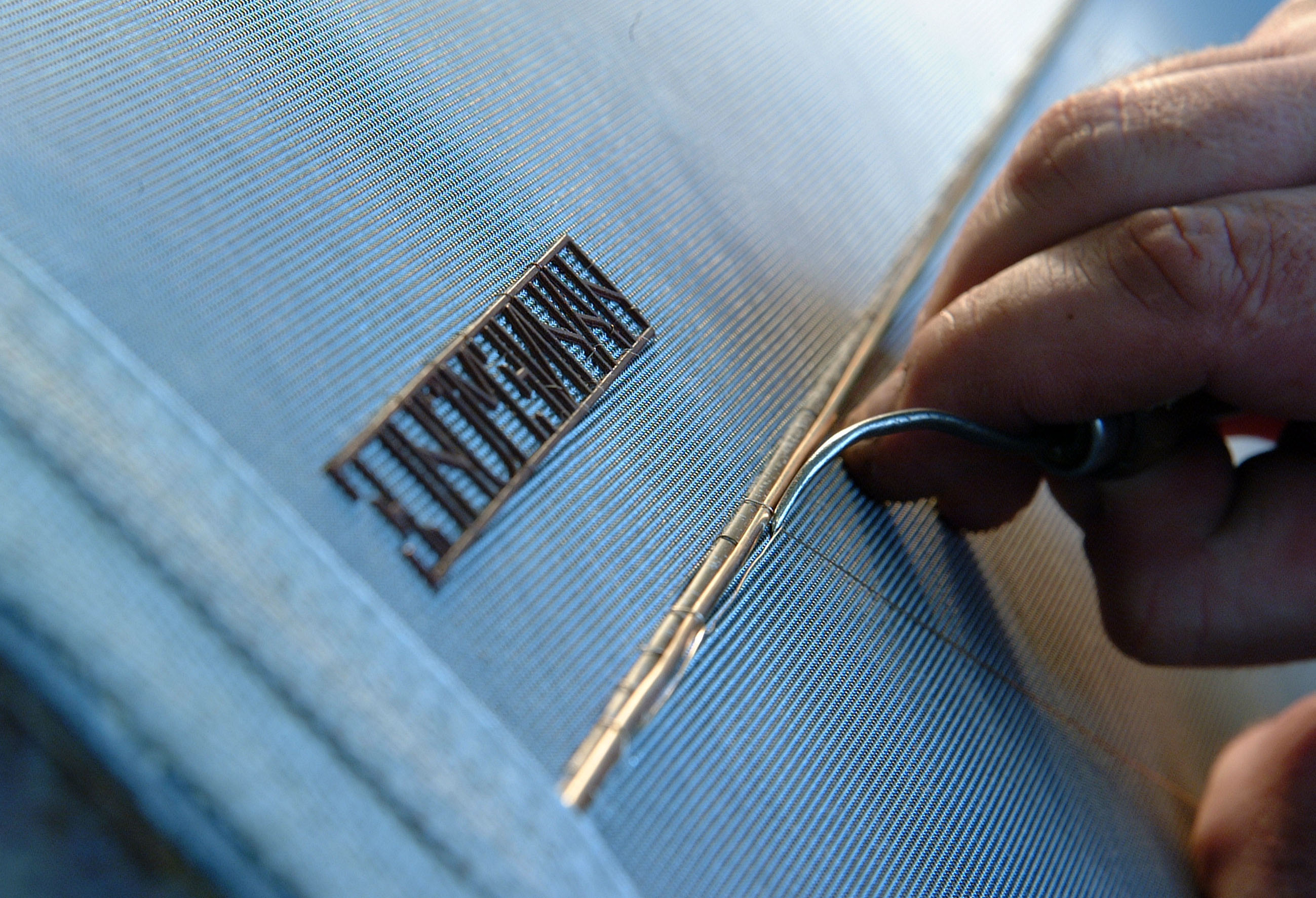 What is mold spores picture